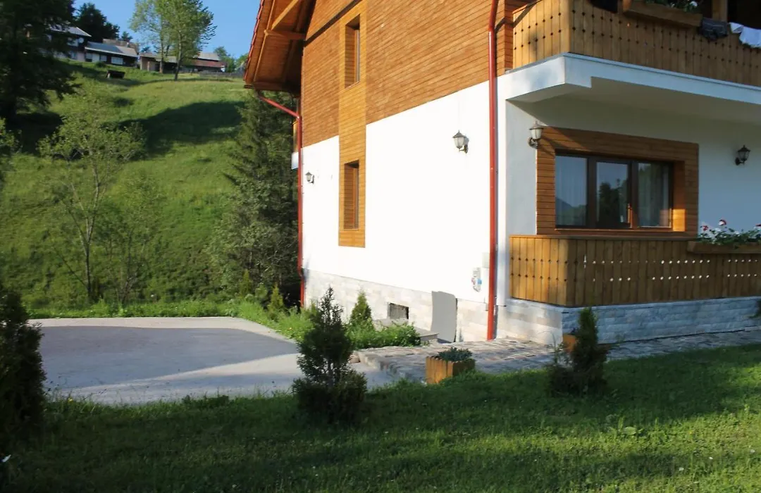 Arnica Montana-1